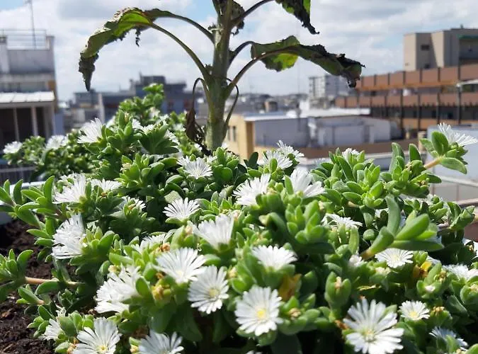 Lägenhet Attico Con Terrazza A Bari